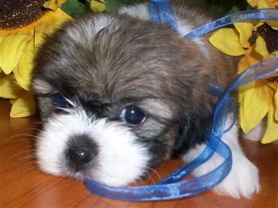 Puppies for Sale